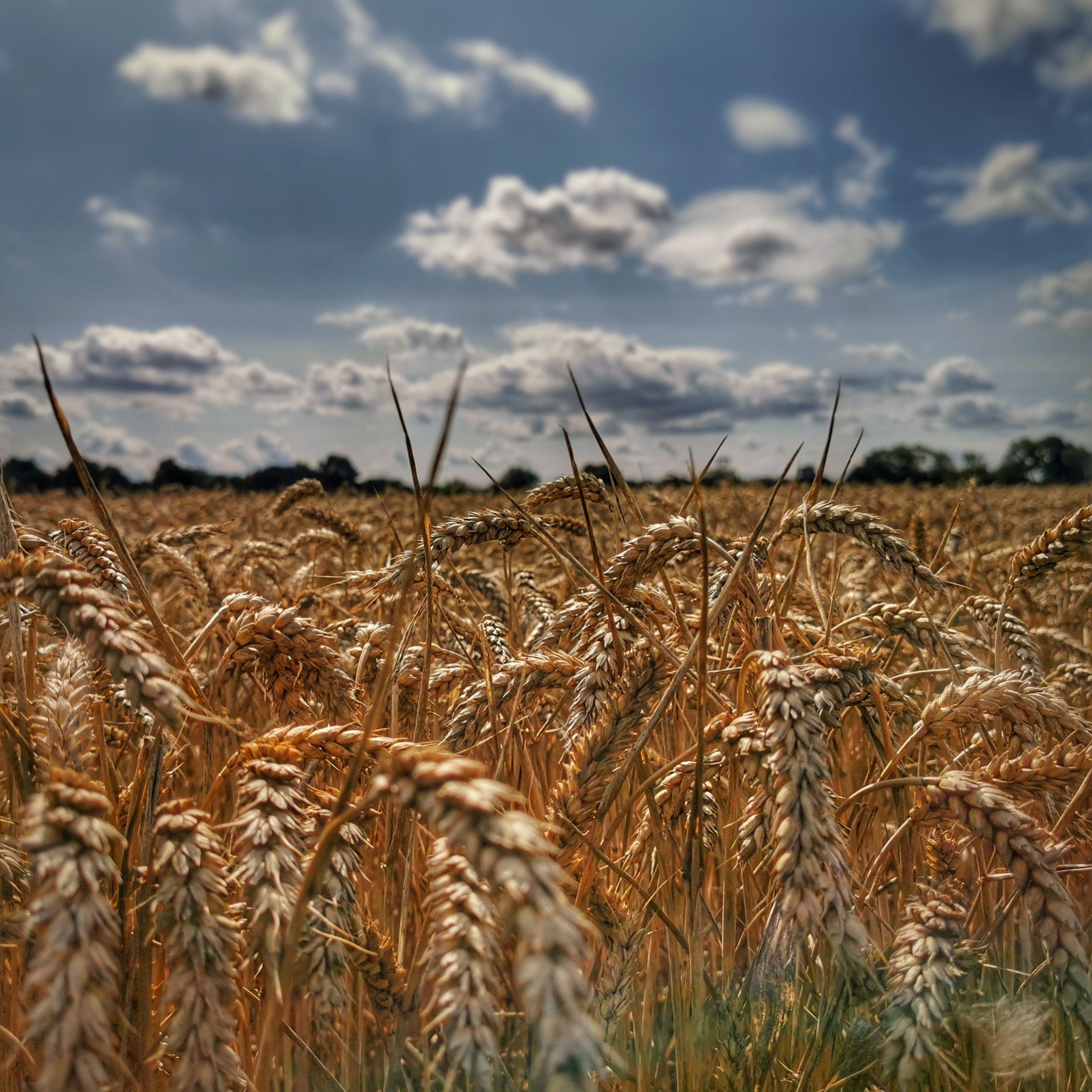Summer wheat fields in East Yorkshire