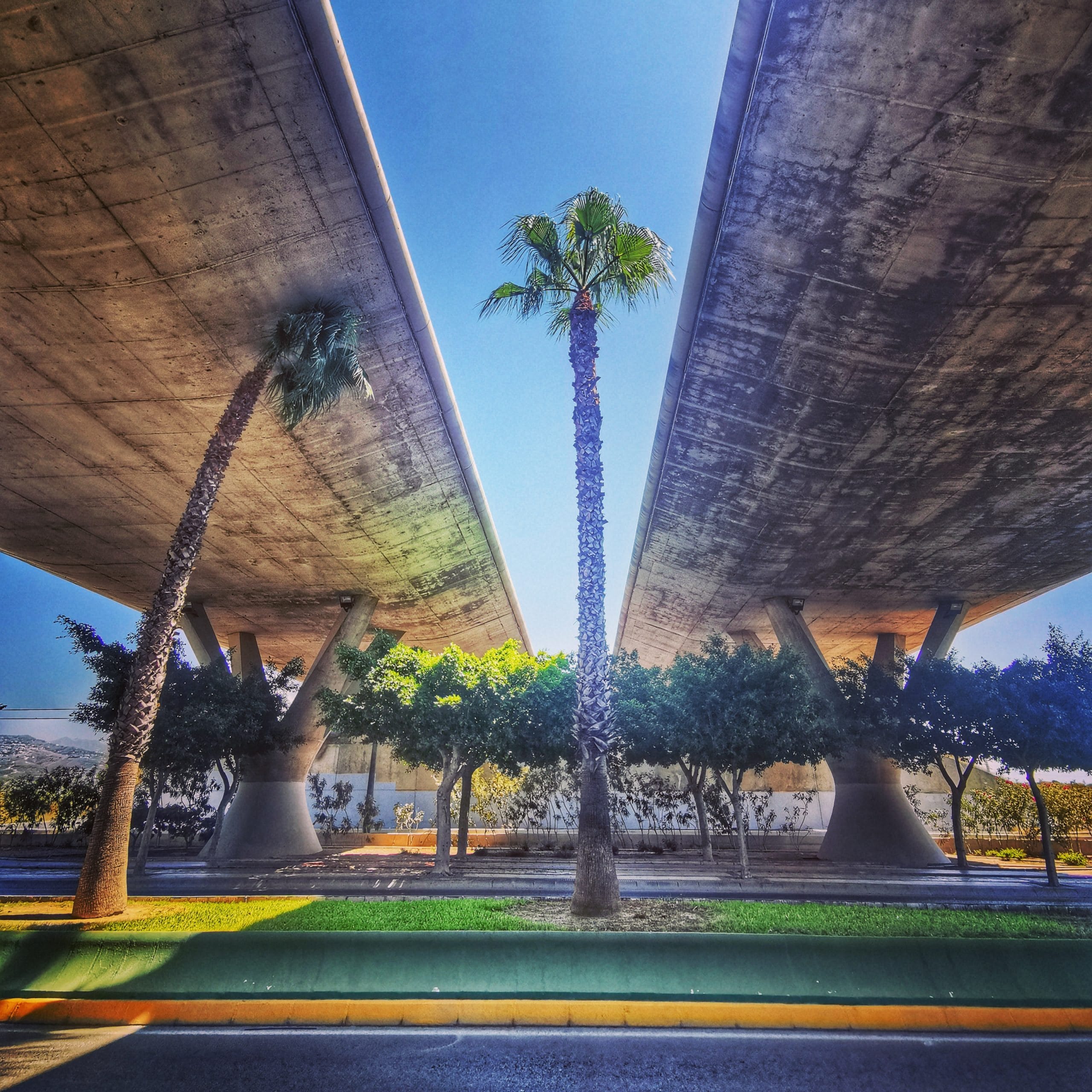 A palm tree pokes up between the east and west carriageways of the A7 Autovia as it passes through Velez Malaga, creating a juxtaposition of the natural and the artificial.