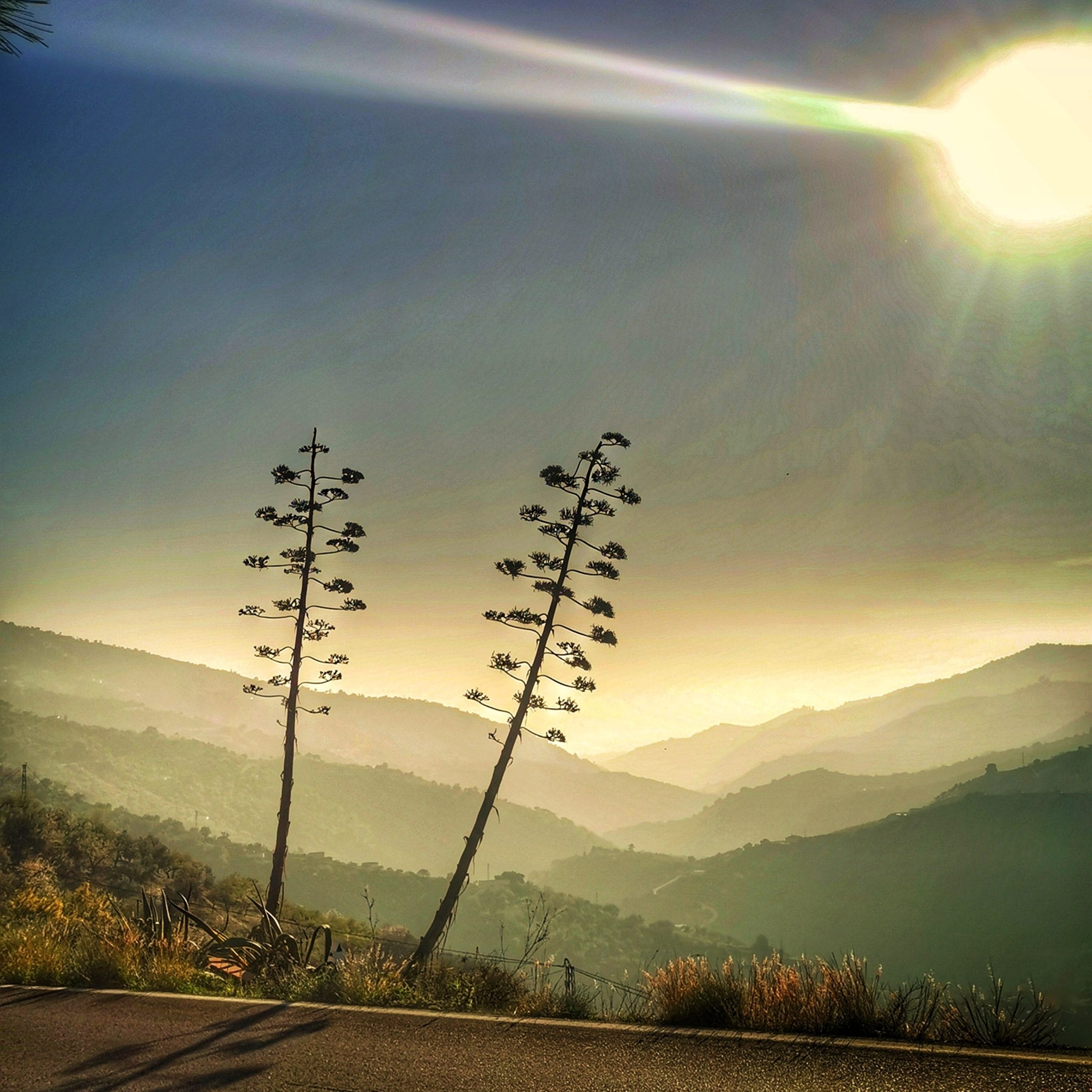 The flowers from the very spiky Centurion plant, Agave Americana, growing on the roadside between Competa and Sayalonga